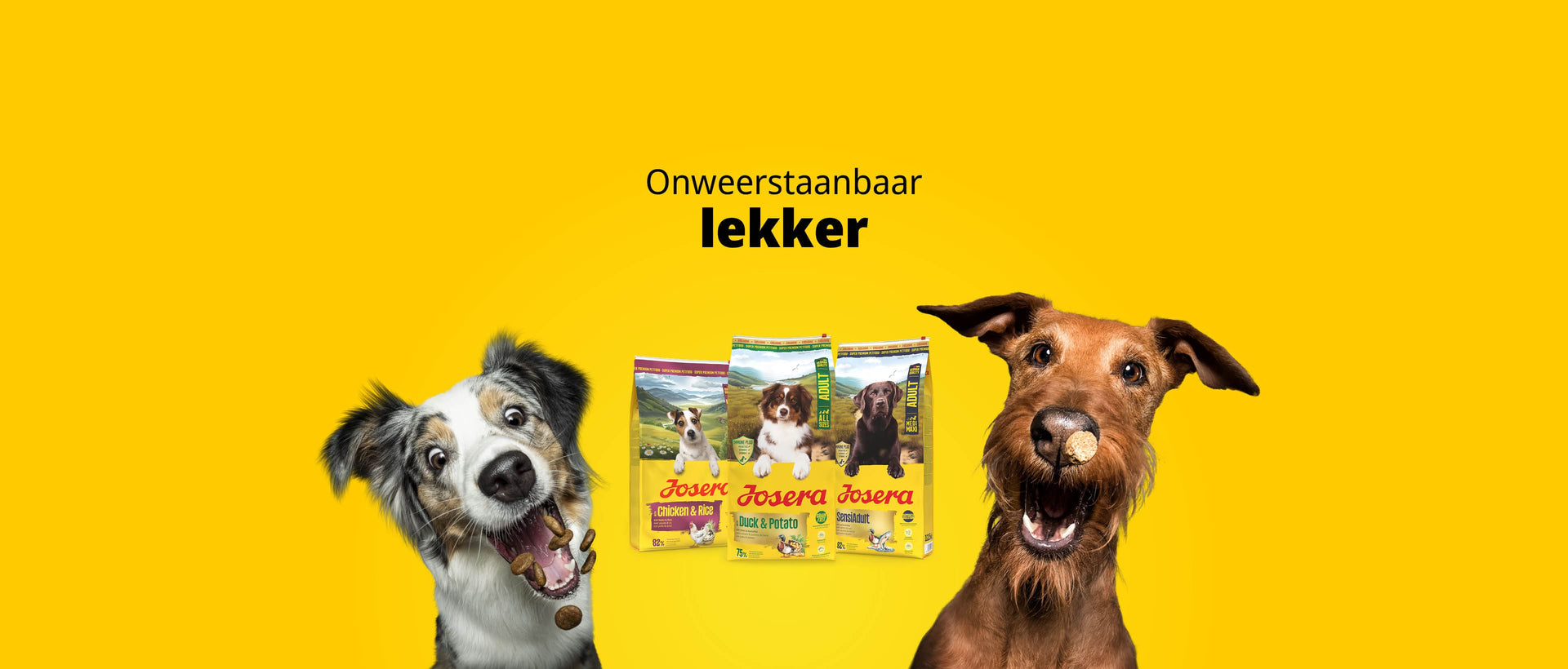 hond