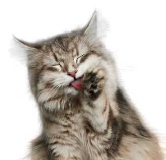 Kat