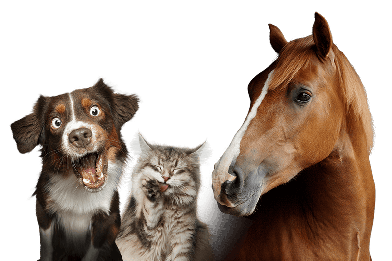 Josera dieren