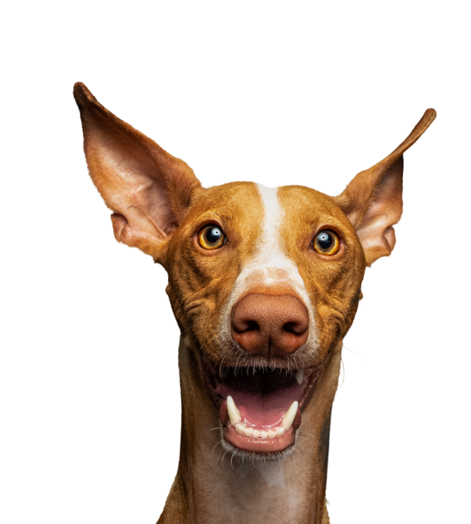 Josera hond